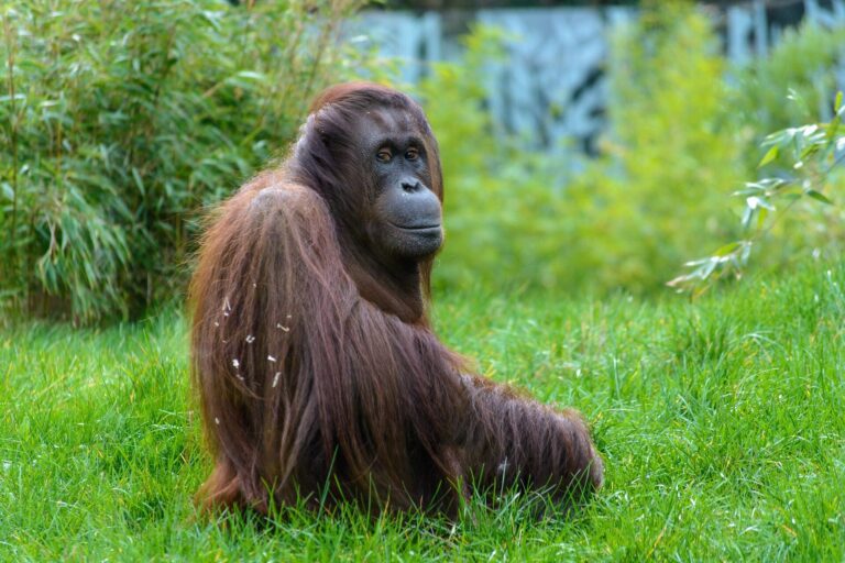 Migrant orangutans learn which foods are good to eat by watching the locals, study shows