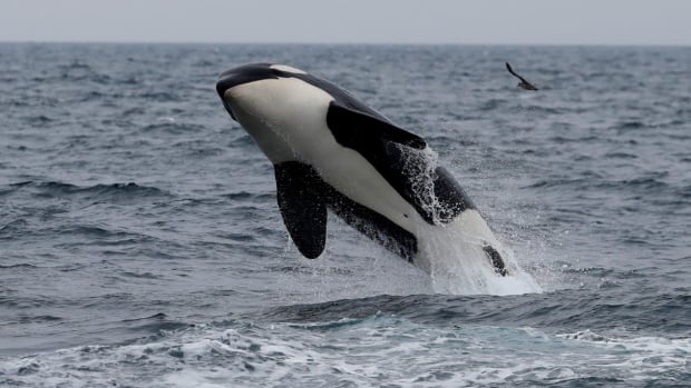 Orcas are ramming into boats, but experts warn against calling it revenge on humans