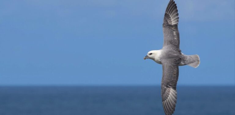 Plastic pollution threatens birds far out at sea, according to new research