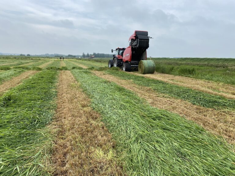 Stop drainage and cultivate reed grass instead of potatoes on peat soil, says agricultural emissions study