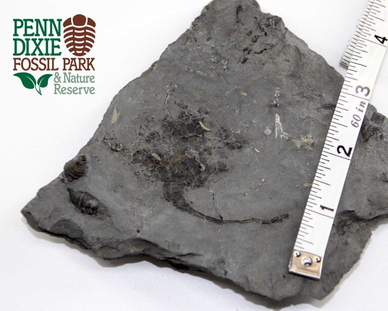 Researchers unearth rare carpoid fossil dating to the Devonian