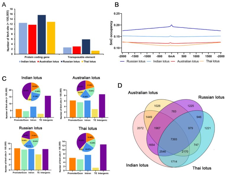 Scientists reveal genomic distribution and evolutionary patterns of 6mA modifications in plants