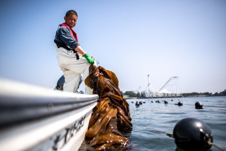 Japan shows off its seaweed savvy