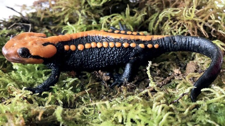 Southernmost crocodile newt record is a threatened new species