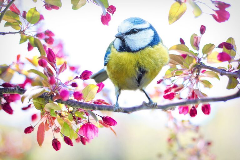 Study finds birds raise fewer young when spring arrives earlier in a warming world