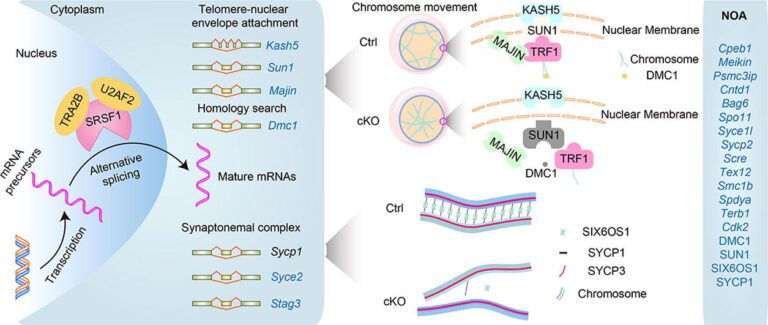 Scientists identify gene crucial for male meiosis during homologous pairing and synapsis