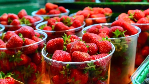 Here’s why Ontario’s strawberry season seems to be getting longer