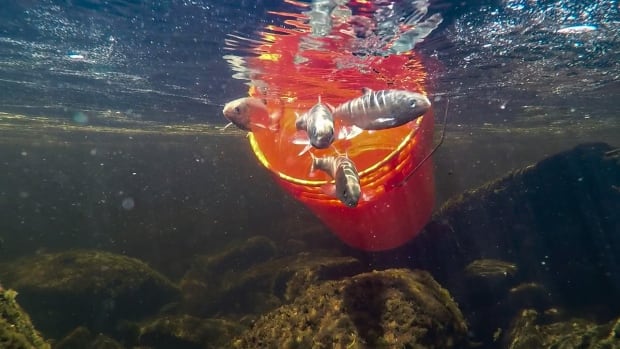 Seeking a safe place for one of Canada’s most endangered freshwater fish