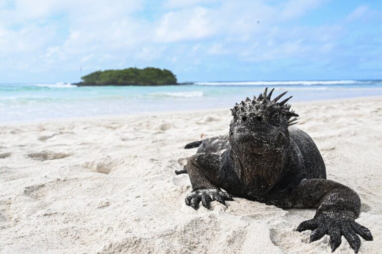 El Nino spells trouble for vulnerable Galapagos iguana