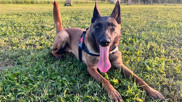 Alberta pup heads to Ukraine to help with war effort by sniffing out explosives