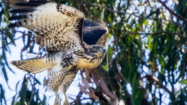 ‘Tuffy’s dead’: Baby hawk raised by eagles meets her untimely demise