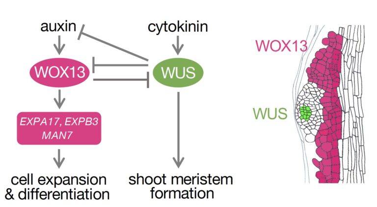 Study uncovers the secrets of plant regeneration