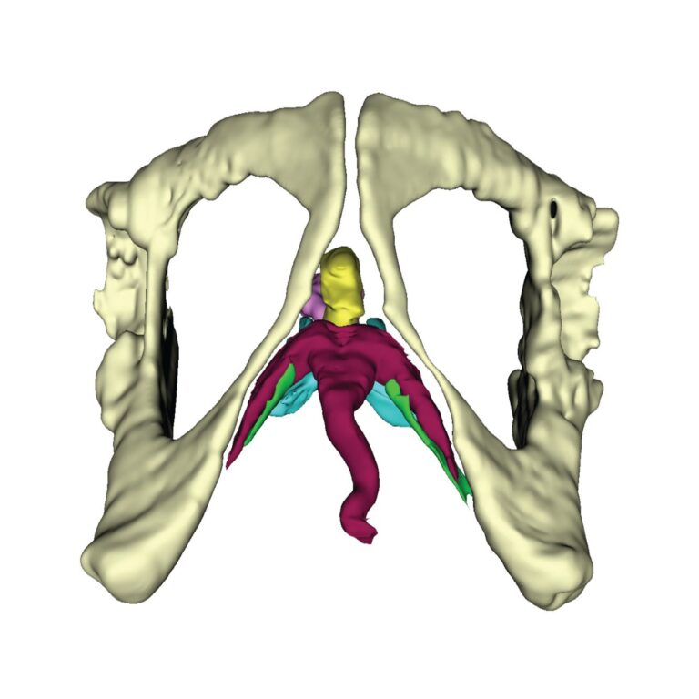 Uncovering the mysteries of the clitoris with advanced imaging techniques