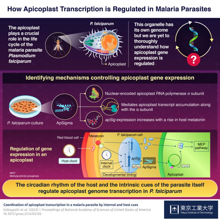 Understanding the regulation of apicoplast gene expression in the malaria parasite