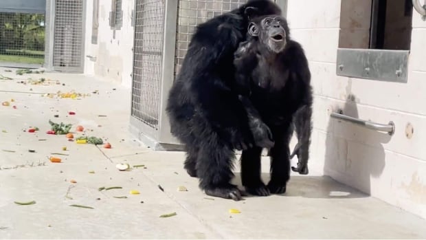 Freed from enclosures, this 28-year-old chimp saw the sky for the first time