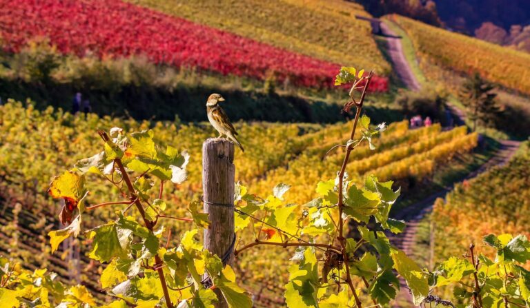 Research shows vineyard fungicides pose a threat to survival of wild birds