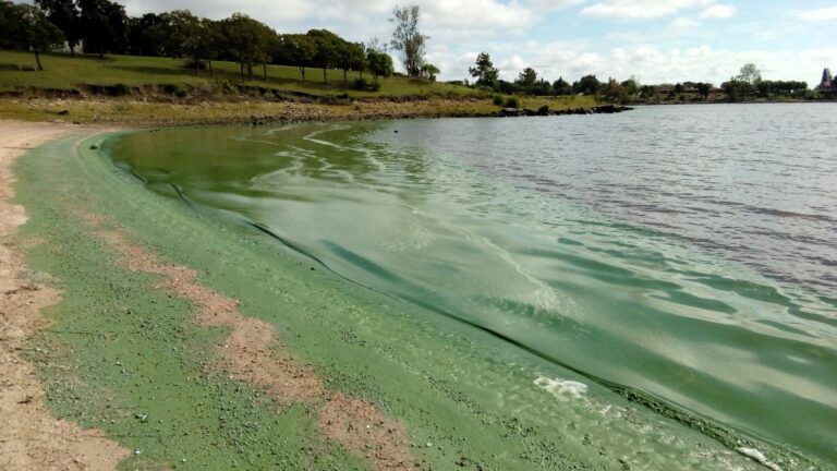 Water temperature found to not impact blue-green algae blooms