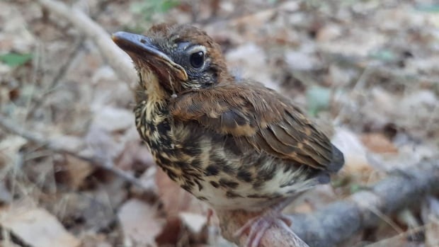 As development grows, so does decline of this songbird that calls Ontario’s Waterloo region home