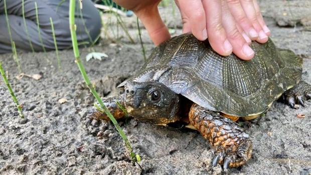 Turtle survey aims to expand our knowledge of vulnerable reptile’s habitat