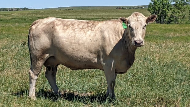 The ‘world’s smartest cow’ has strong boundaries and knows what she wants