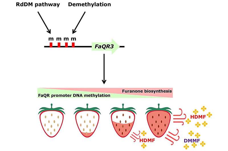 Professor Kunsong Chen's team in Zhejiang University has made a new progress in strawberry fruit flavor quality