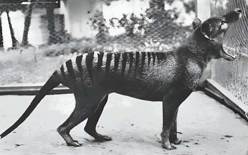 A 140-year-old Tassie tiger brain sample survived two world wars and made it to our lab. Here's what we found