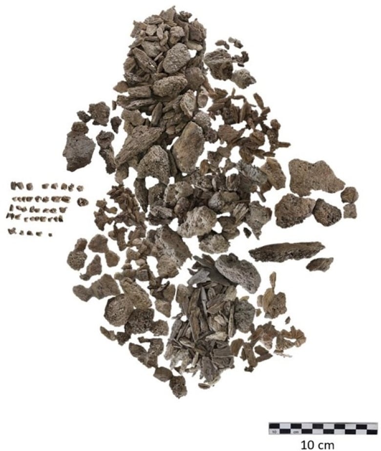 A pile of fragmented bones — which look like rocks — on a white background. 