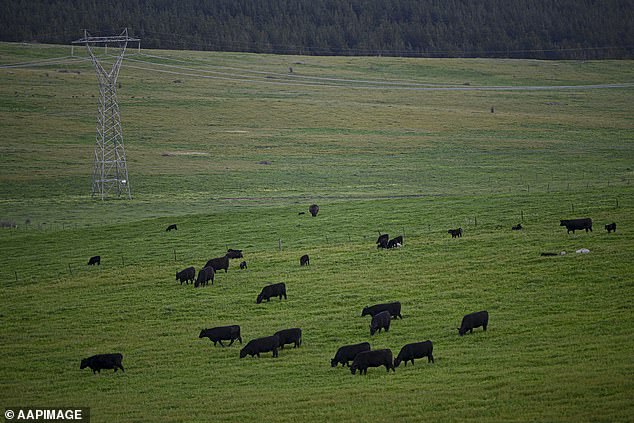 Some farmers fiercely oppose the plans, which would involve towers up to 85m tall on their land (stock image)