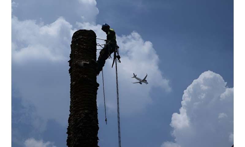 Mexico City's palm trees are suffering from lethal yellowing, a disease caused by the red palm weevil