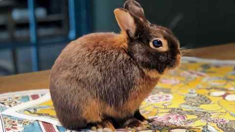 Pompon, the in-house rabbit at the Antoinette Poisson boutique in Paris