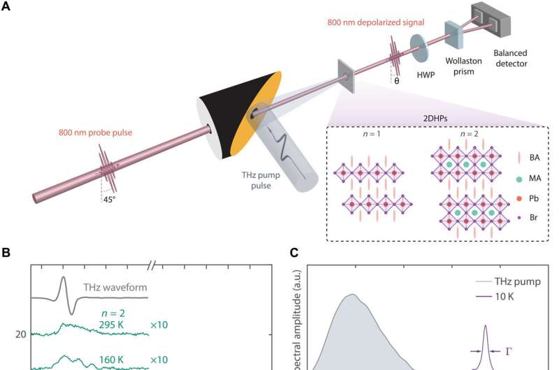 Discovering enhanced lattice dynamics in a single-layered hybrid perovskite