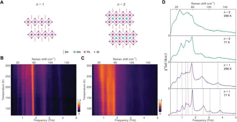 Discovering enhanced lattice dynamics in a single-layered hybrid perovskite