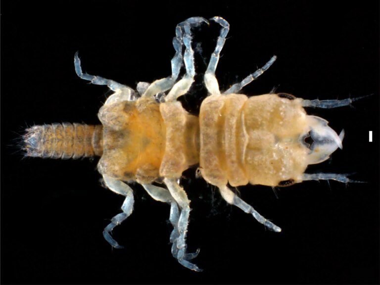 Gnathia jimmybuffetti – Scientists Discover New Isopod Species in the Florida Keys