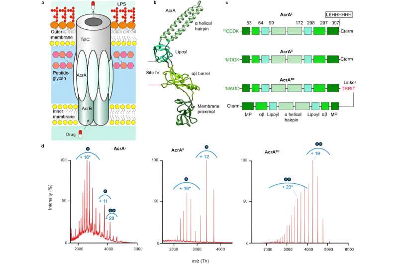 Researchers discover method to overcome antimicrobial resistance