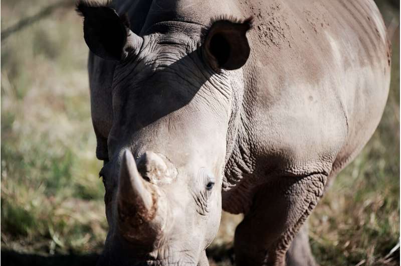 South Africa is home to nearly 80 percent of the world's rhinos, making it a hotspot for poaching