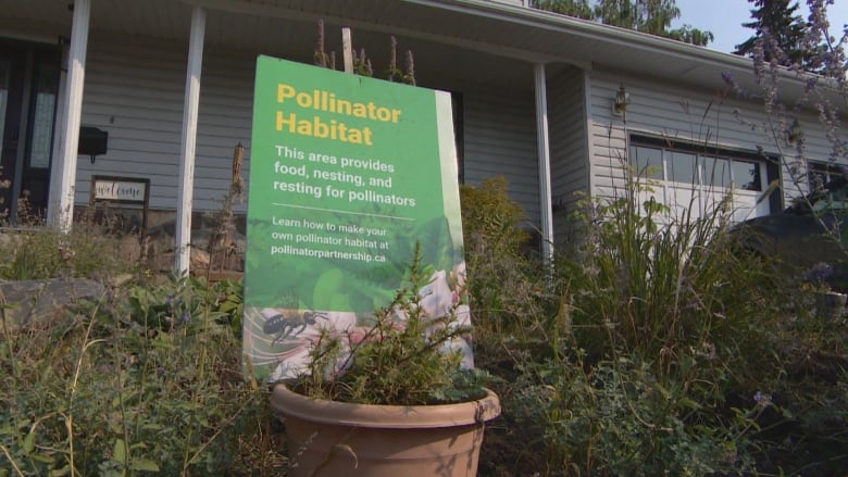 A photo of a plant with a green sign that says pollinator habitat.