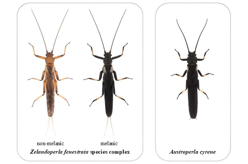 When cheating pays – survival strategy of insect uncovered