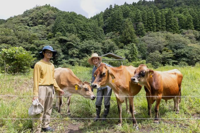 A couple wear sun hats and three cows sport ear tags