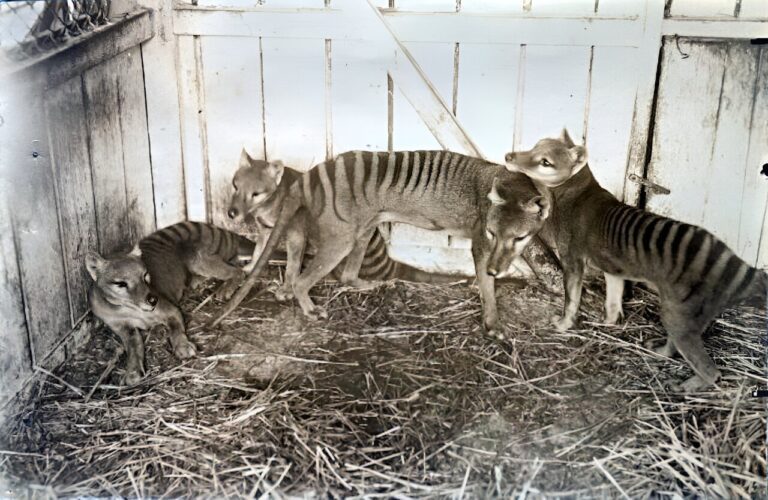 A 140-year-old Tassie tiger brain sample survived two world wars and made it to our lab. Here’s what we found