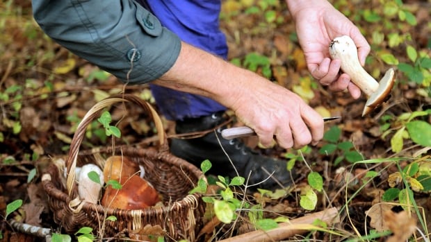 As mushroom foraging in Quebec grows, so do visits to the ER for poisonings