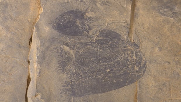 World’s oldest jellyfish? Fossils found in Canada are 1st of their kind