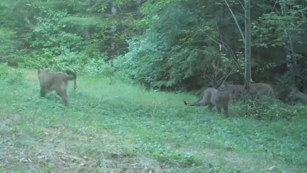 5 cougars caught on trail camera by wildlife enthusiast in Powell River, B.C.