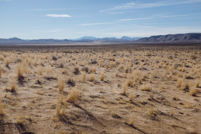 Study reveals physiological characters of desert plant seeds under warming and drought