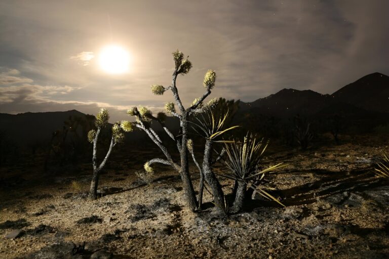 ‘Fire whirls’ threaten Joshua tree desert in scorching US