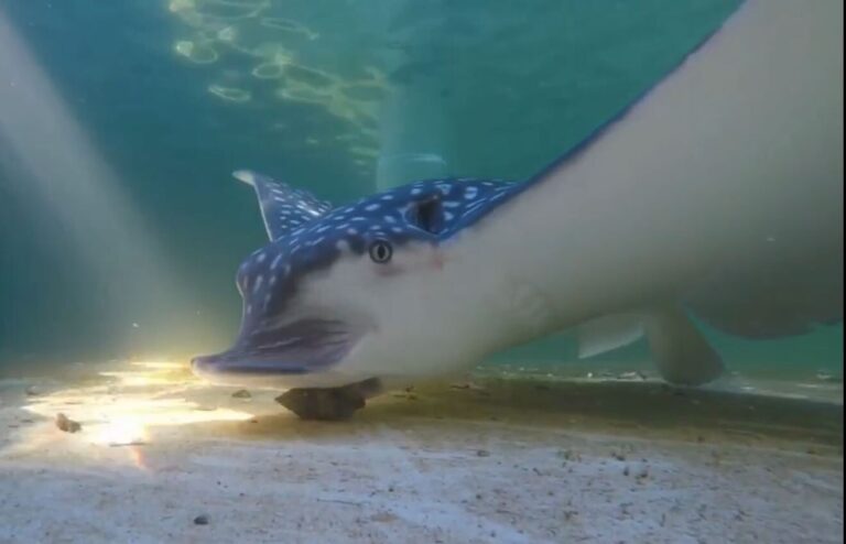 DNA decodes the dining preferences of the shell-shucking whitespotted eagle ray