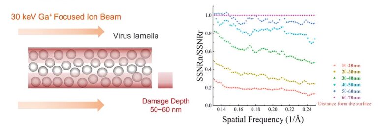 Novel method reveals energy-dependent radiation damage to milled lamella by focused ion beam