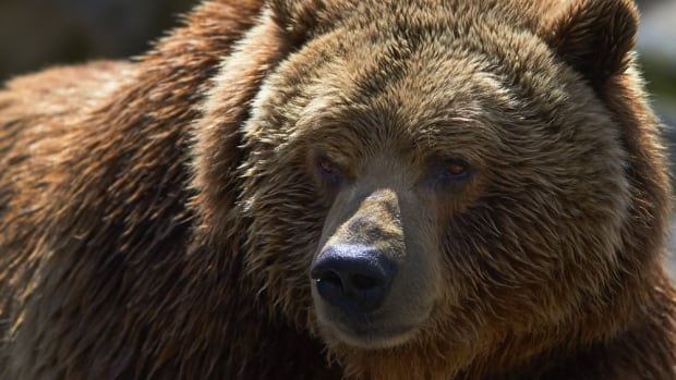 Conservation officers look for killer of grizzly bear near Squamish, B.C.