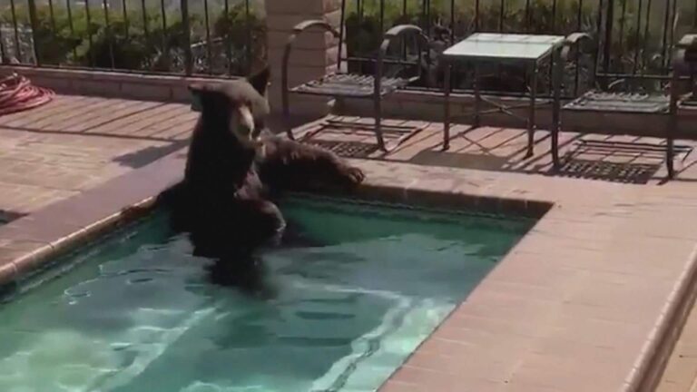 Black bear caught taking a dip in California hot tub