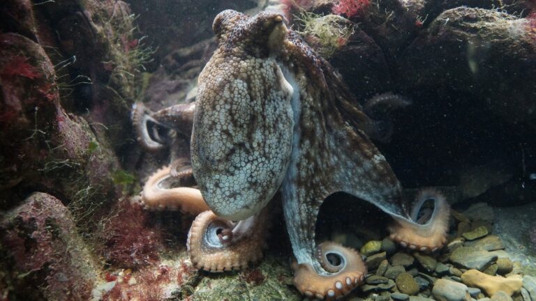 Just off California, octopuses are converging by the thousands. Here’s why