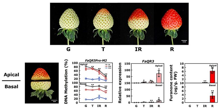 New progress in strawberry fruit flavor quality